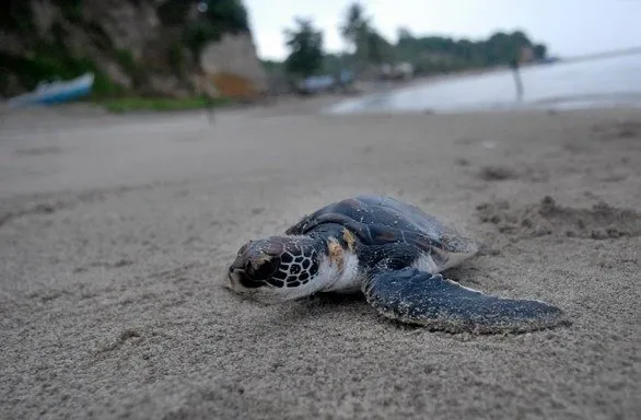 Sukamade sea turtles